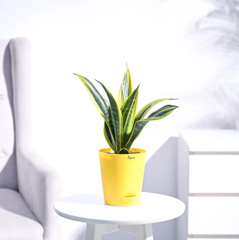 Sansevieria Gold Flame Snake Plant