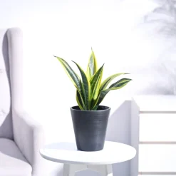Sansevieria Gold Flame Snake Plant