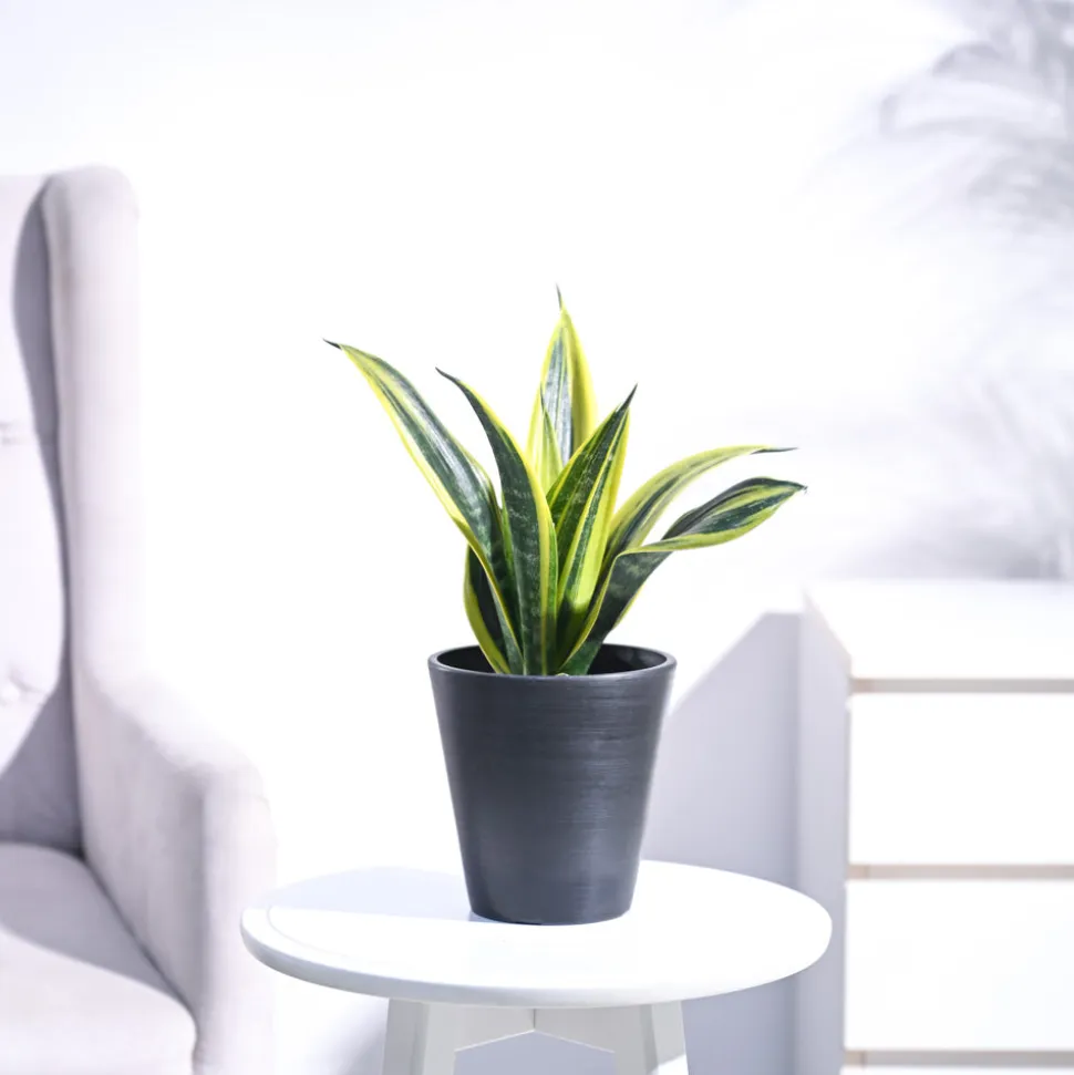 Sansevieria Gold Flame Snake Plant