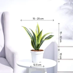 Sansevieria Gold Flame Snake Plant