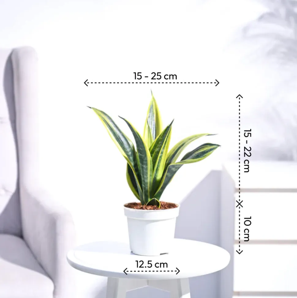 Sansevieria Gold Flame Snake Plant