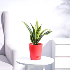 Sansevieria Gold Flame Snake Plant