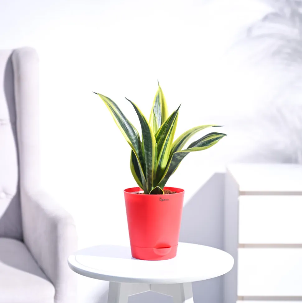 Sansevieria Gold Flame Snake Plant