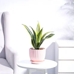 Sansevieria Gold Flame Snake Plant