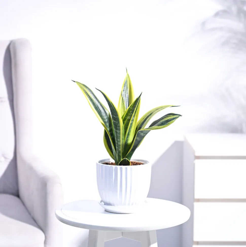 Sansevieria Gold Flame Snake Plant