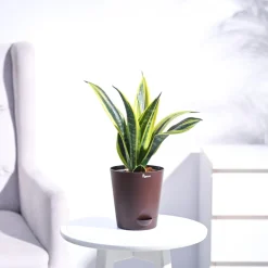 Sansevieria Gold Flame Snake Plant