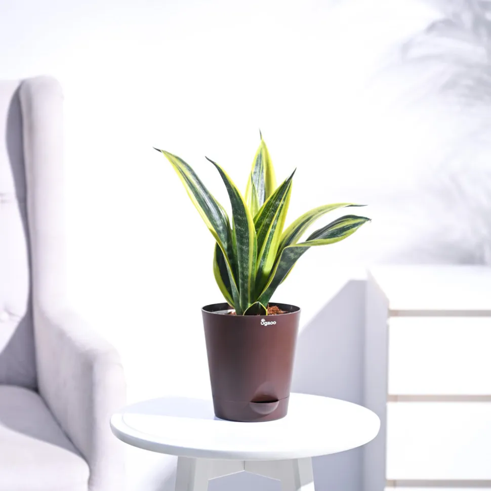 Sansevieria Gold Flame Snake Plant
