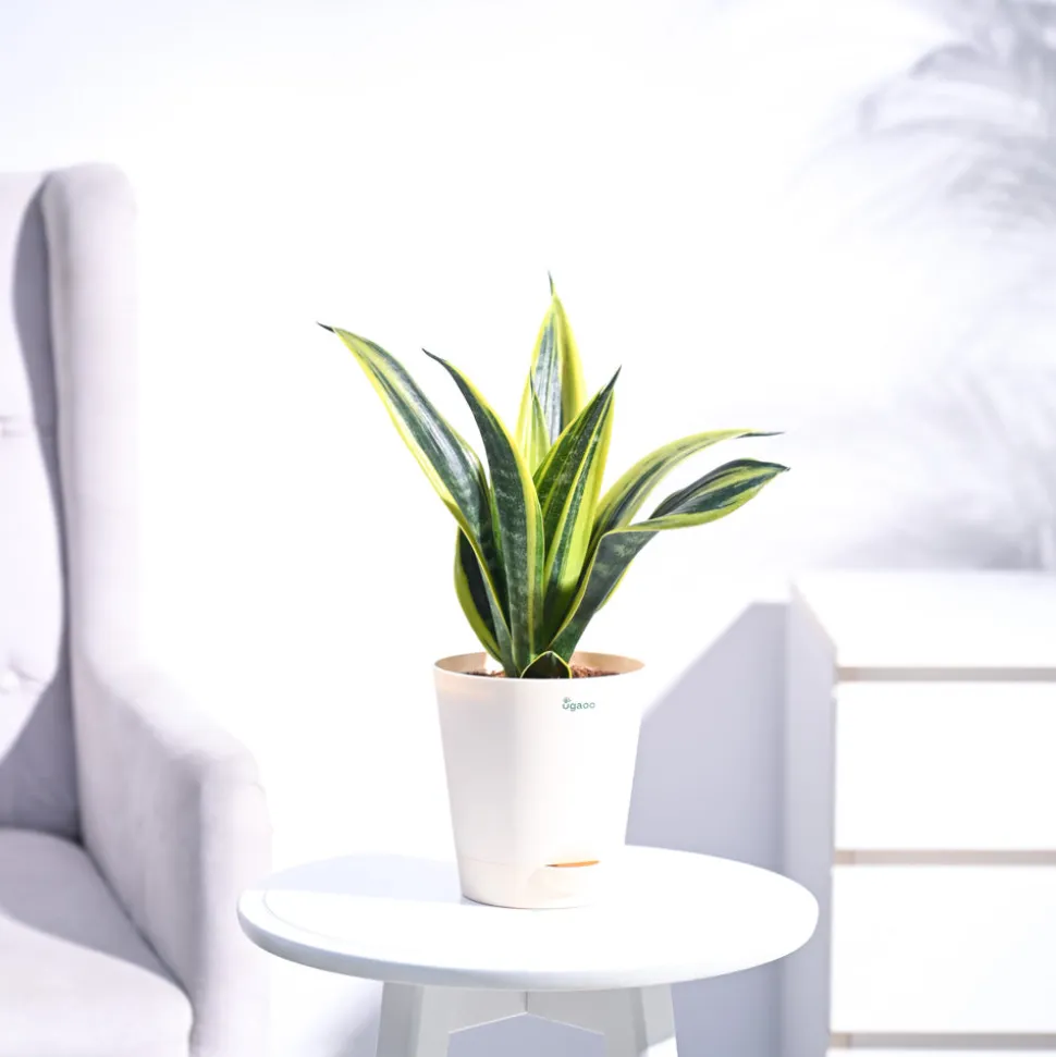 Sansevieria Gold Flame Snake Plant