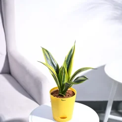 Sansevieria Gold Flame Snake Plant