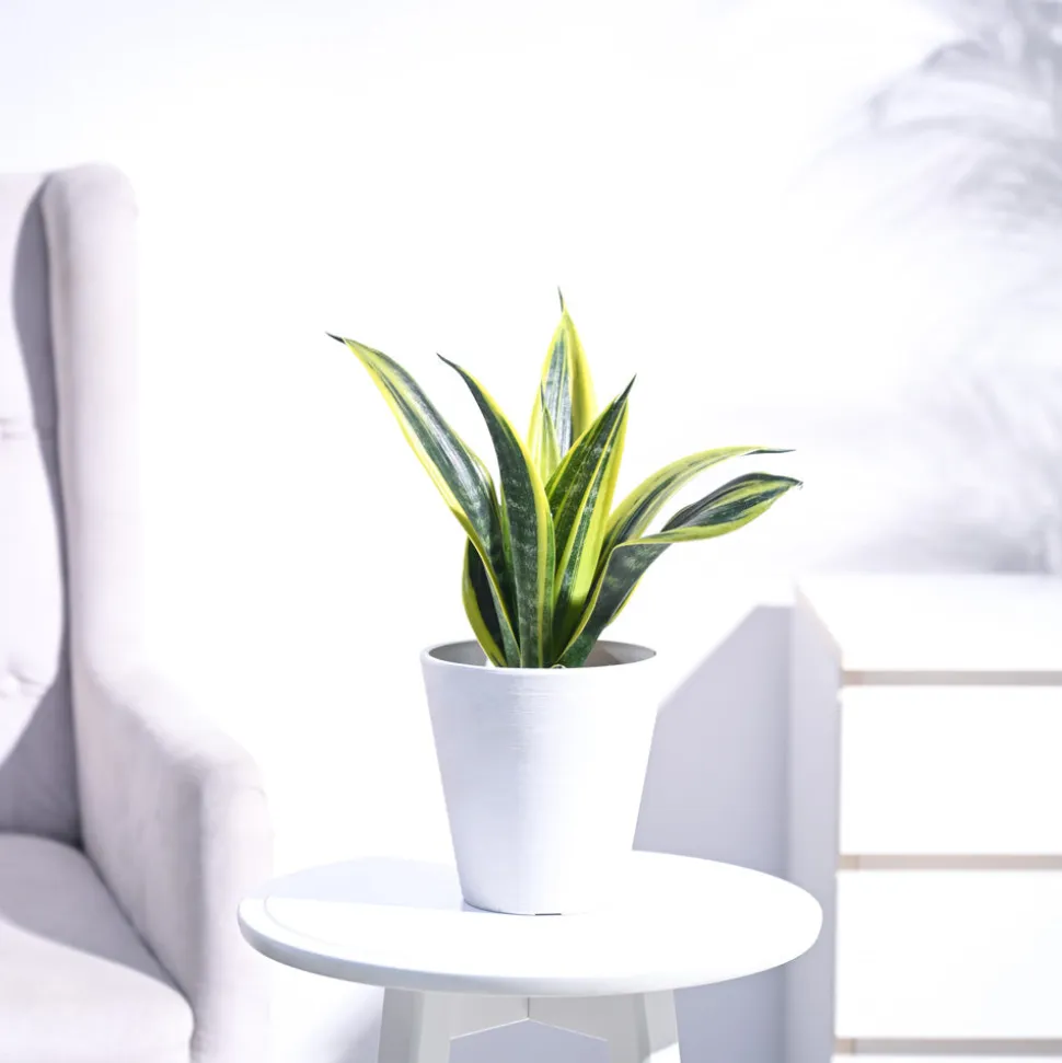 Sansevieria Gold Flame Snake Plant