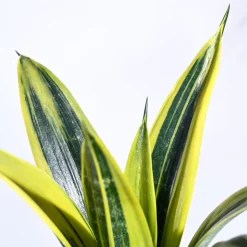 Sansevieria Gold Flame Snake Plant