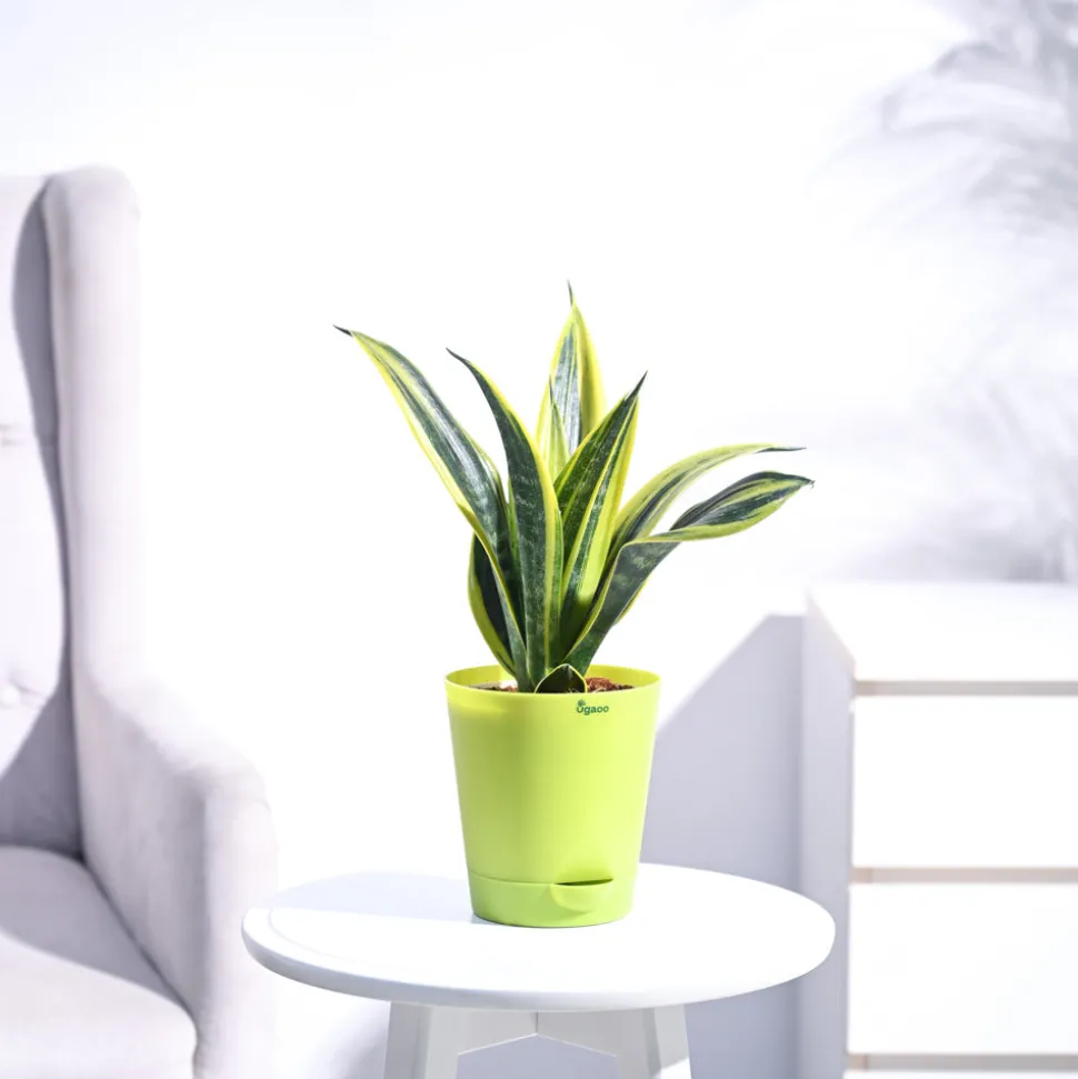 Sansevieria Gold Flame Snake Plant
