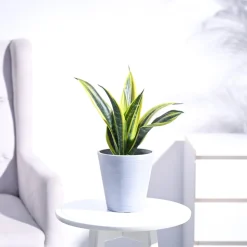 Sansevieria Gold Flame Snake Plant