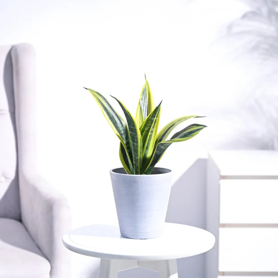 Sansevieria Gold Flame Snake Plant