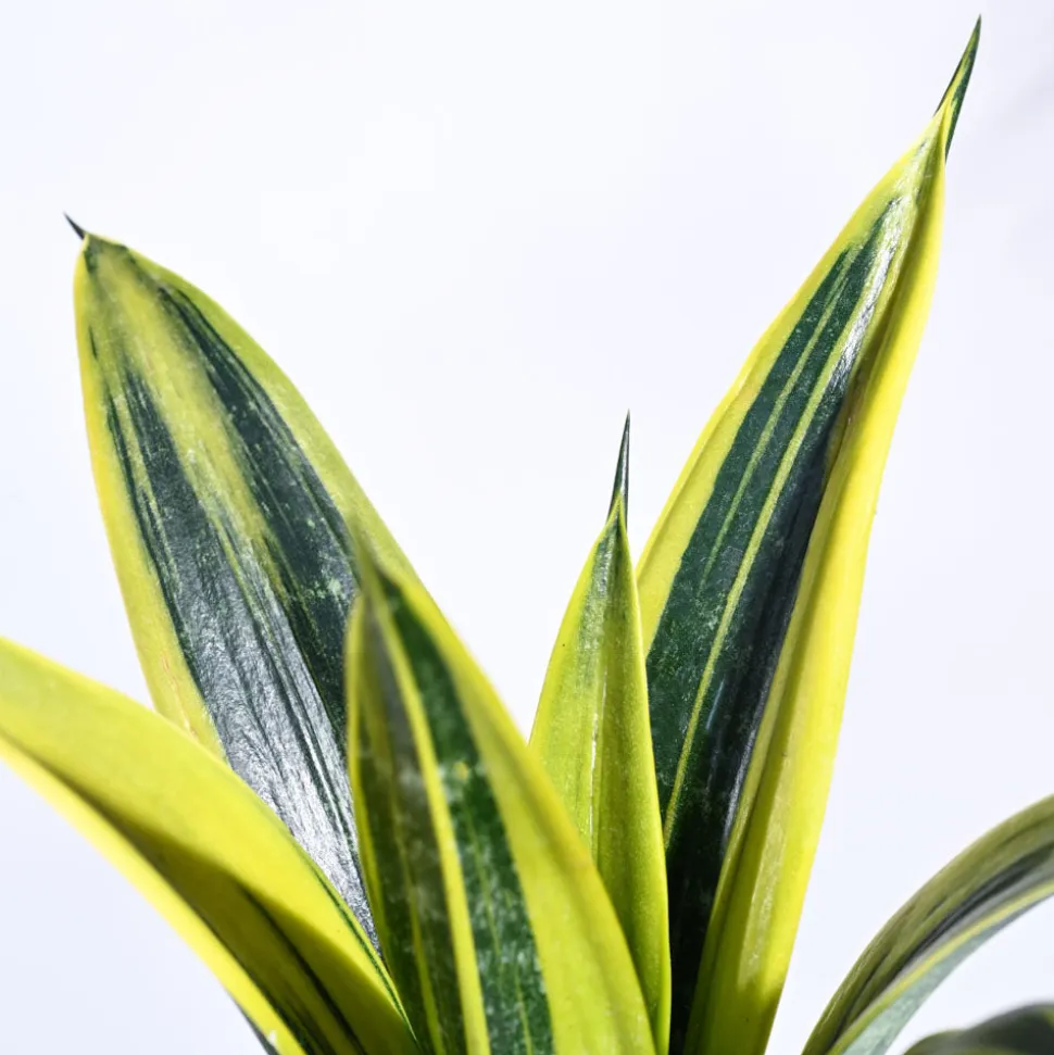 Sansevieria Gold Flame Snake Plant