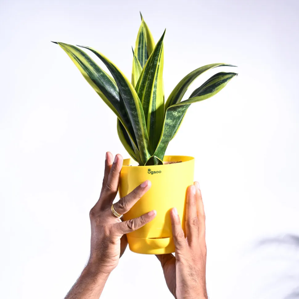 Sansevieria Gold Flame Snake Plant