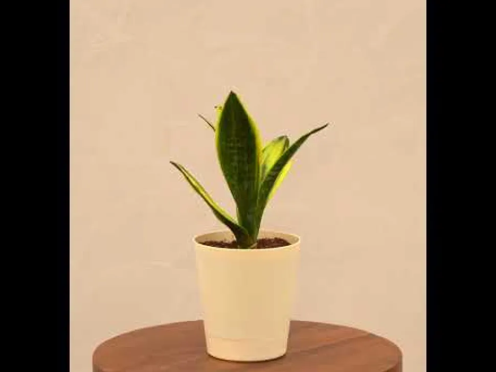 Sansevieria Gold Flame Snake Plant