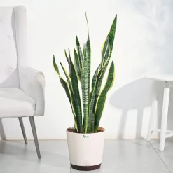 Sansevieria Laurentii Plant - XL