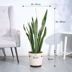 Sansevieria Laurentii Plant - XL