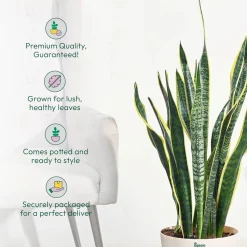 Sansevieria Laurentii Plant - XL