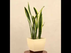 Sansevieria Laurentii Plant - XL
