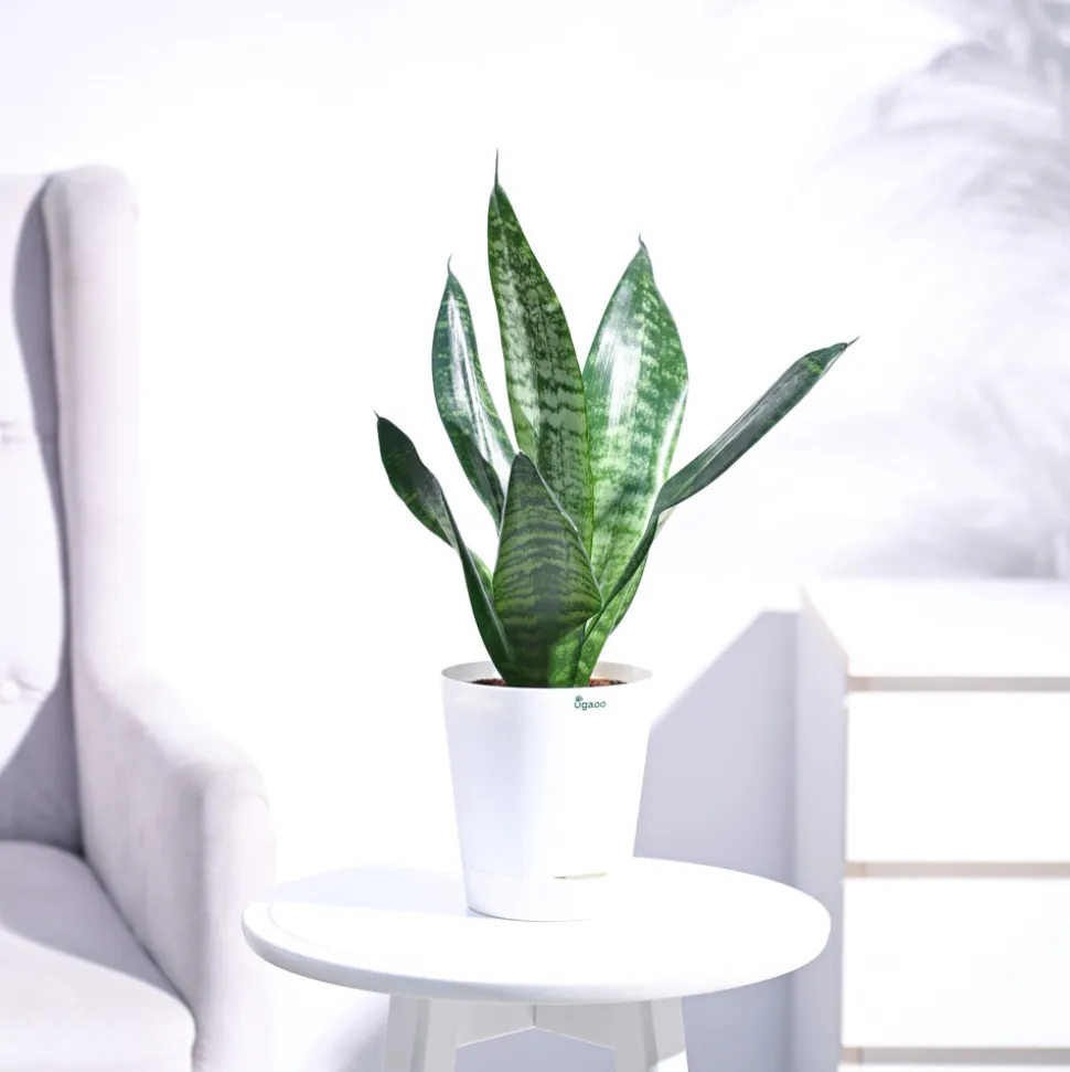 Sansevieria Superba Green - Snake Plant