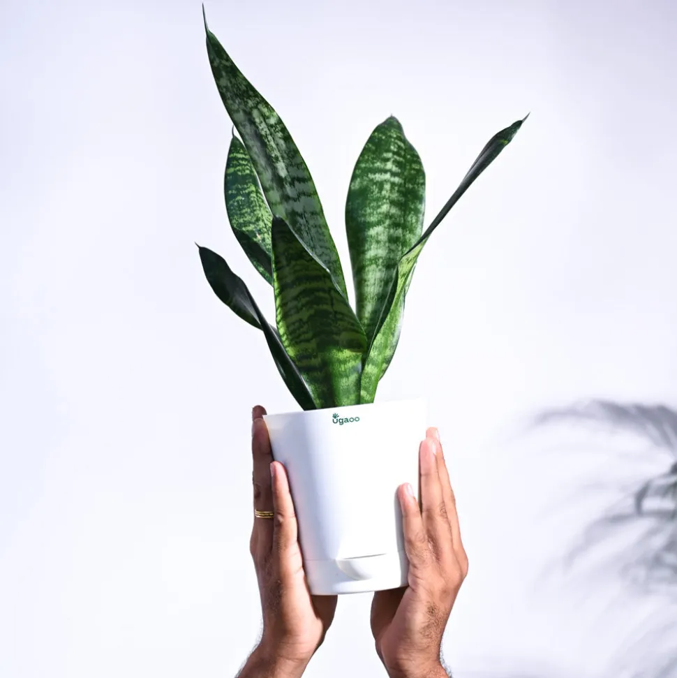 Sansevieria Superba Green - Snake Plant
