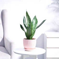 Sansevieria Superba Green - Snake Plant