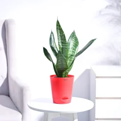 Sansevieria Superba Green - Snake Plant