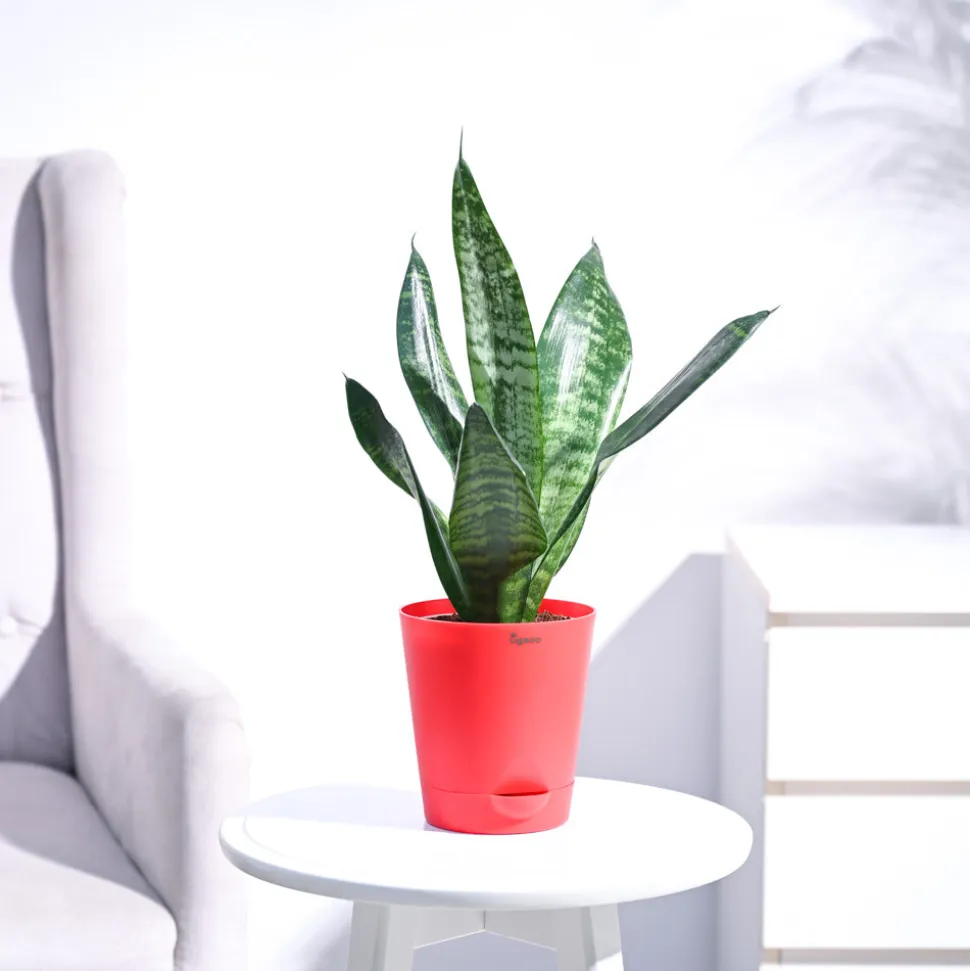 Sansevieria Superba Green - Snake Plant