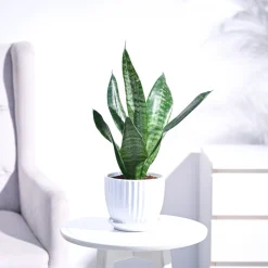 Sansevieria Superba Green - Snake Plant