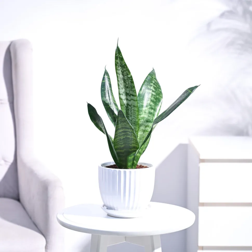 Sansevieria Superba Green - Snake Plant