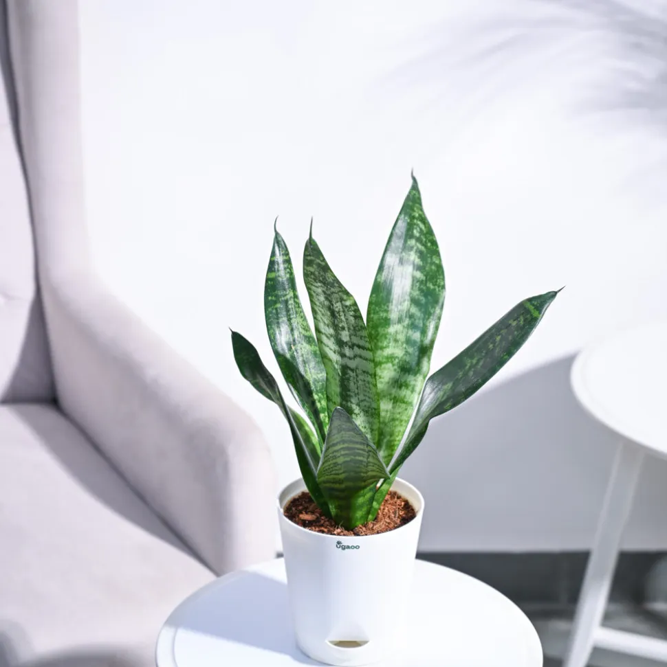 Sansevieria Superba Green - Snake Plant