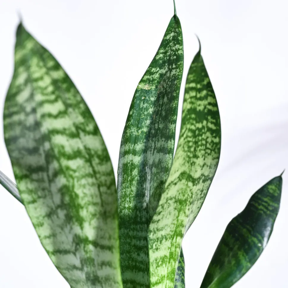 Sansevieria Superba Green - Snake Plant