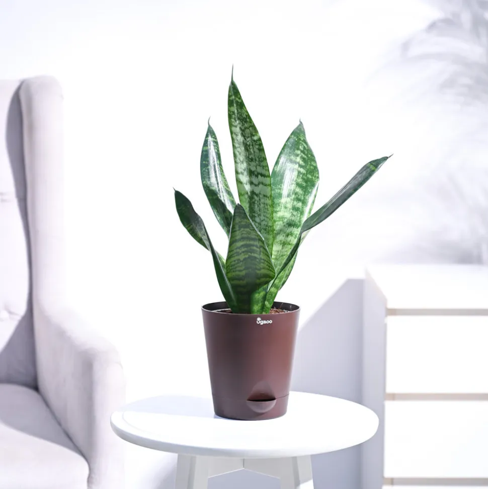 Sansevieria Superba Green - Snake Plant