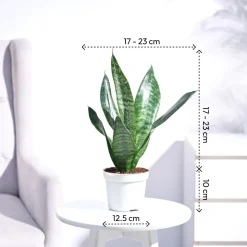 Sansevieria Superba Green - Snake Plant