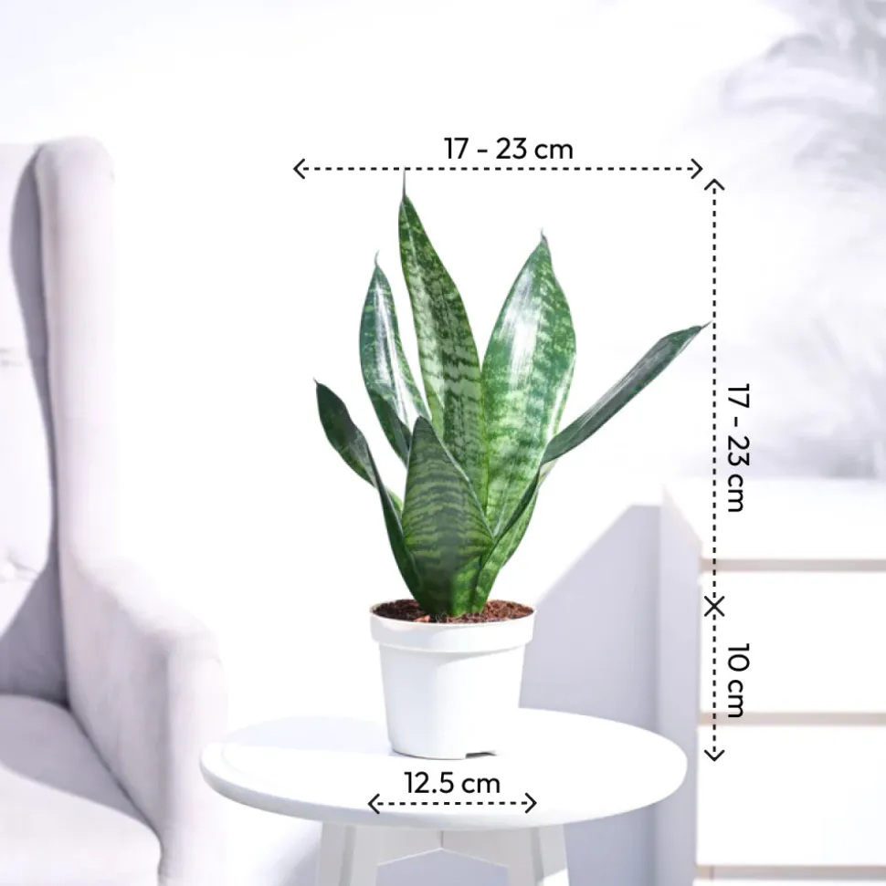Sansevieria Superba Green - Snake Plant