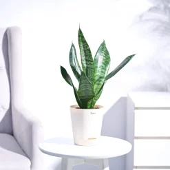 Sansevieria Superba Green - Snake Plant