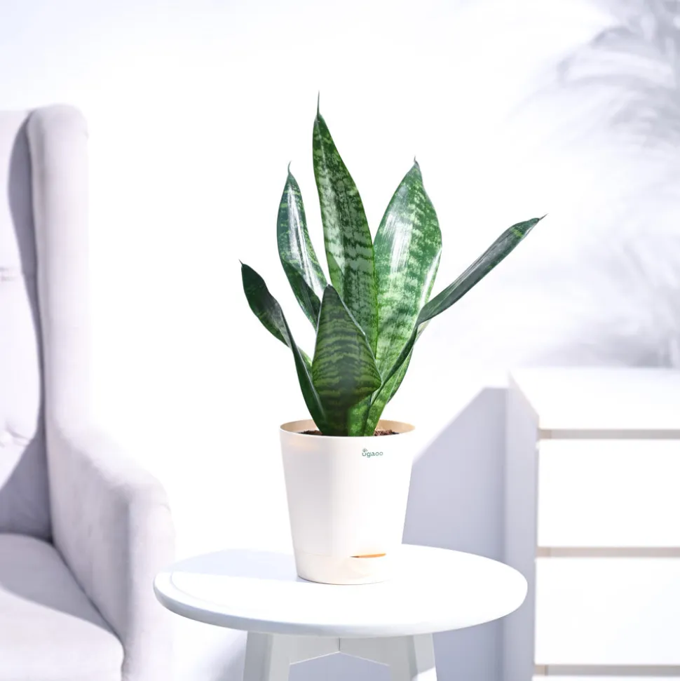 Sansevieria Superba Green - Snake Plant