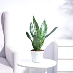Sansevieria Superba Green - Snake Plant