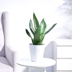 Sansevieria Superba Green - Snake Plant