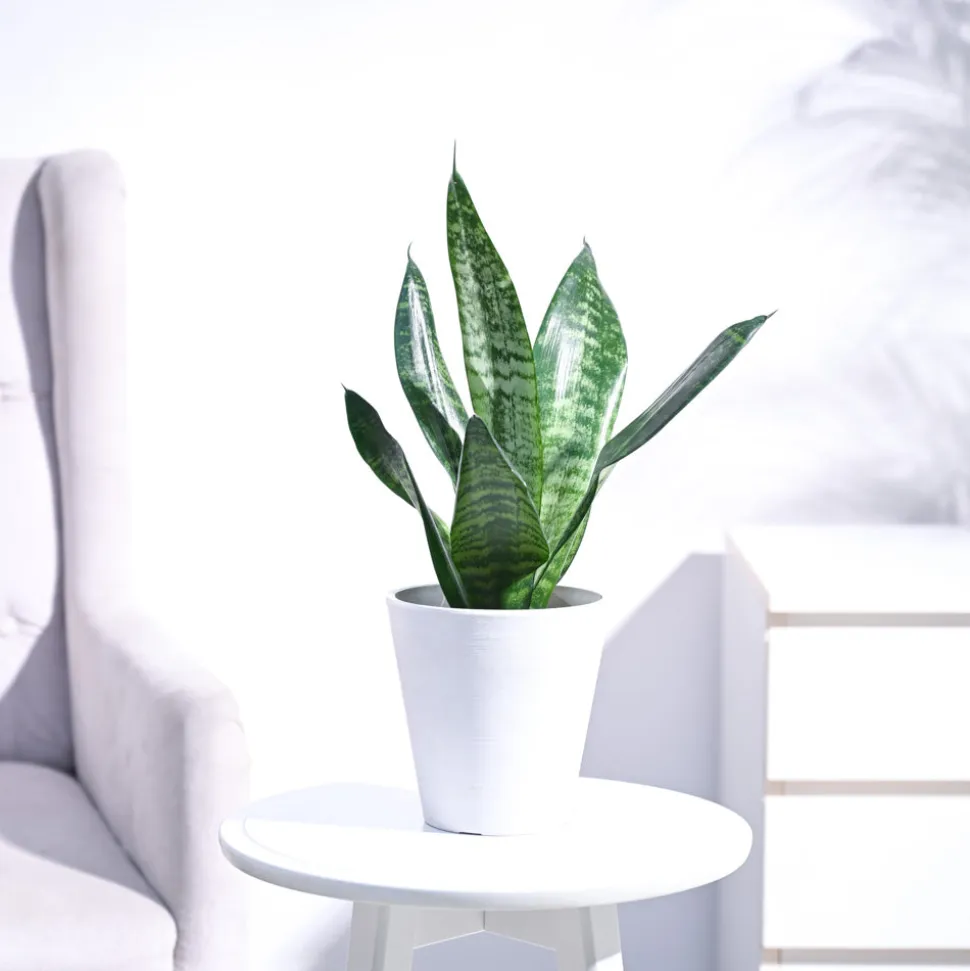 Sansevieria Superba Green - Snake Plant