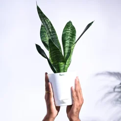 Sansevieria Superba Green - Snake Plant