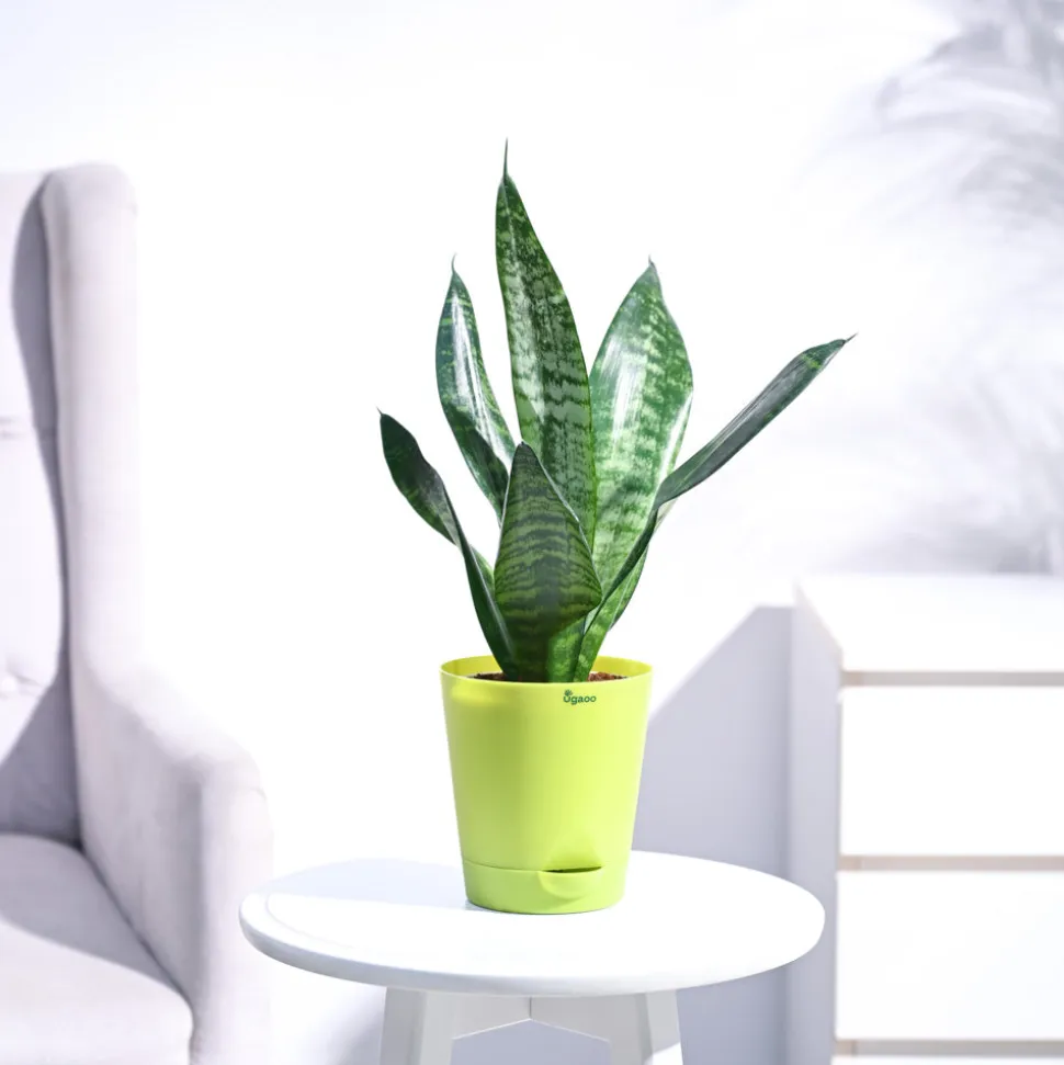 Sansevieria Superba Green - Snake Plant