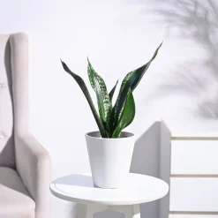 Sansevieria Whitney - Snake Plant