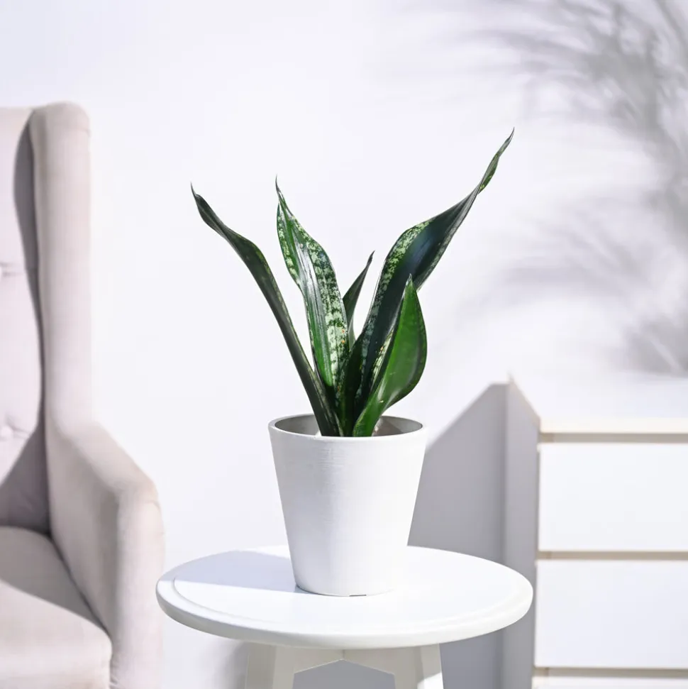 Sansevieria Whitney - Snake Plant