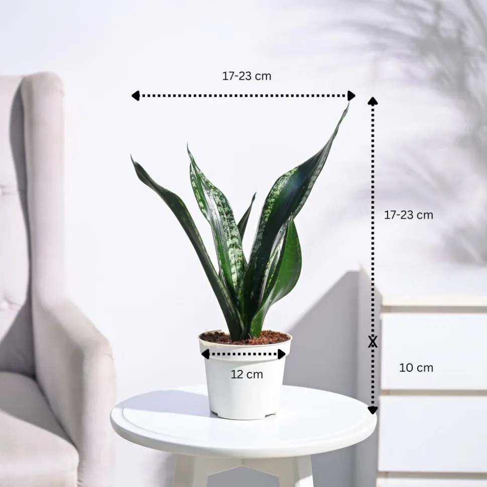 Sansevieria Whitney - Snake Plant