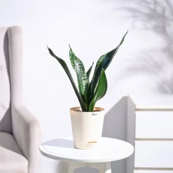 Sansevieria Whitney - Snake Plant