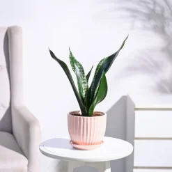 Sansevieria Whitney - Snake Plant