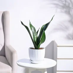 Sansevieria Whitney - Snake Plant